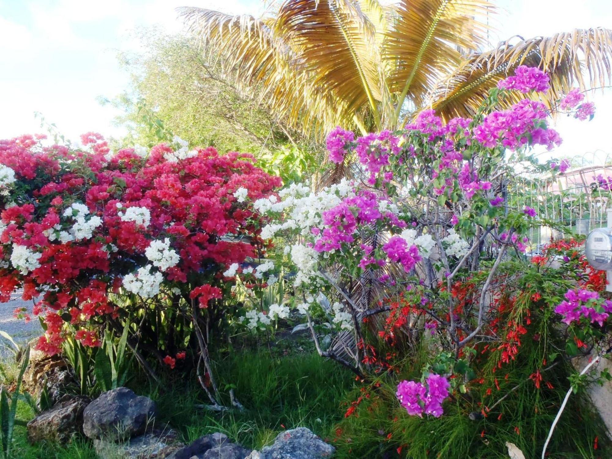 The Lodge - Antigua English Harbour Buitenkant foto